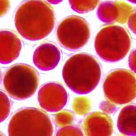 Haematococcus Pluvialis Extract Astaxanthin Powder suppliers