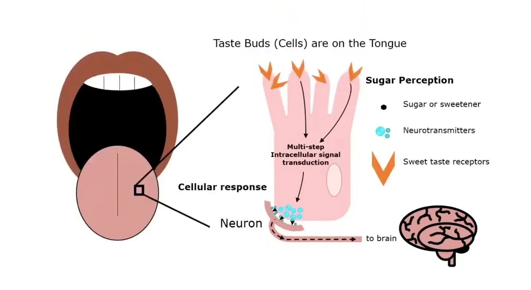 Mechanism Of Sweet Taste Inhibition By Gymnemic Acid Mechanism Of Sweet Taste Inhibition By Gymnemic Acid