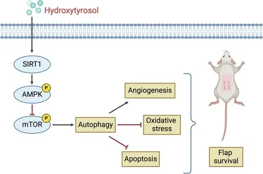 Hydroxytyrosol Skin Repair Hydroxytyrosol Skin Repair